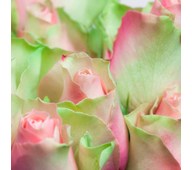 Lydabsorbent grøn rose 55x55 cm