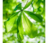 Lydabsorbent grønne blade 55x55 cm