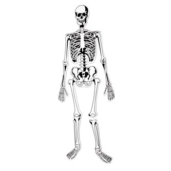 Gulvpuslespil skelet