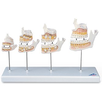 Tændernes udvikling