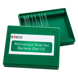 Mikropræparat bakterier
