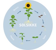 Solsikkens cyklus