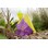 Sensoriske kegler transparente farver