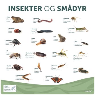 Læringstavle Insekter og smådyr
