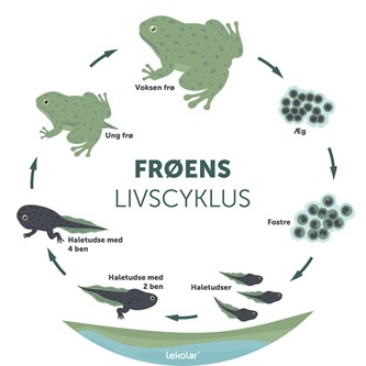 Læringstavle Frøens livscyklus