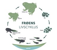 Gulvfolie Frøens livscyklus