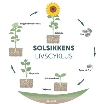 Læringstavle Solsikkens livscyklus