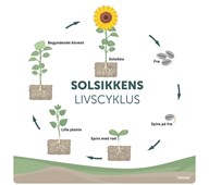 Læringstavle Solsikkens livscyklus