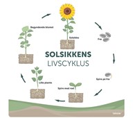 Læringstavle Solsikkens livscyklus