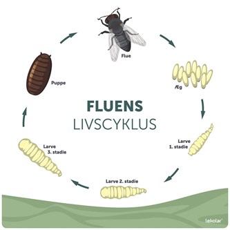 Læringstavle Fluens livscyklus