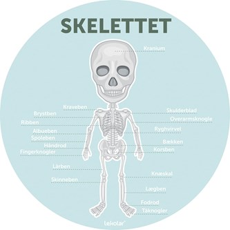 Læringstavle Skelettet