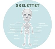 Gulvfolie Skelettet