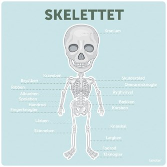 Læringstavle Skelettet