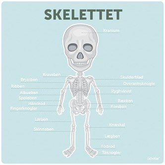Læringstavle Skelettet