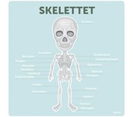 Læringstavle Skelettet