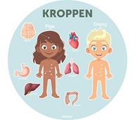 Gulvfolie Kroppen