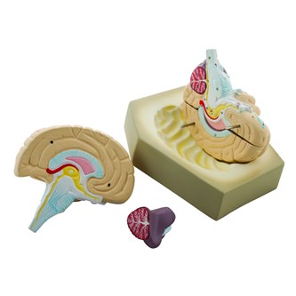 Anatomisk model Hjerne 4 dele