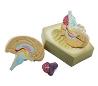 Anatomisk model Hjerne 4 dele