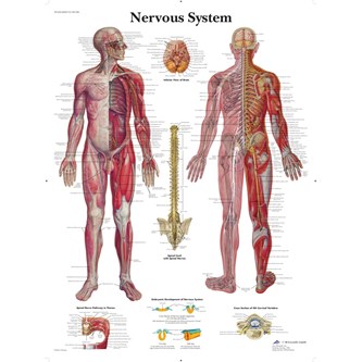 Nervesystemet plakat