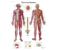 Nervesystemet plakat