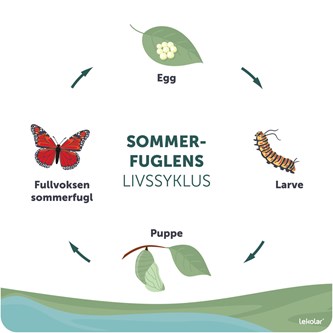 Udendørstavle sommerfuglens livscyklus NO unik