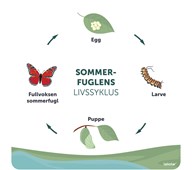 Udendørstavle sommerfuglens livscyklus NO unik