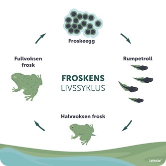 Udendørstavle frøens livscyklus NO unik