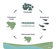Udendørstavle frøens livscyklus NO unik