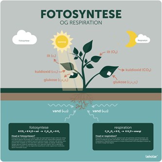 Læringstavle - fotosyntese og respiration 120x120