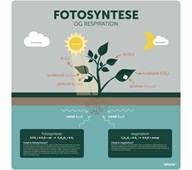 Læringstavle - fotosyntese og respiration 120x120