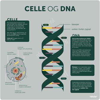Læringstavle - celle og DNA 120x120