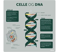 Læringstavle - celle og DNA 120x120