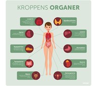 Læringstavle - kroppens organer 120x120