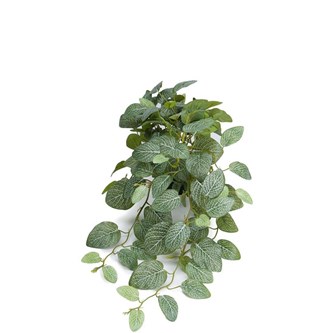 Fittonia hængende kunstig 50 cm