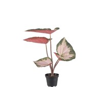 Rexbegonia kunstig 35 cm