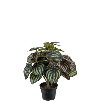 Peperomia kunstig 30 cm