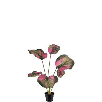 Calathea kunstig 55 cm