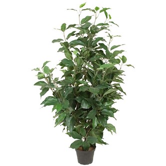 Ficus Benjamin kunstig 80 cm