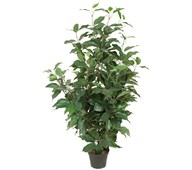 Ficus Benjamin kunstig 80 cm