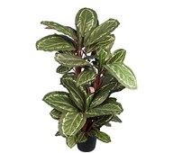 Maranta kunstig 104 cm