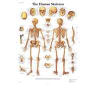 Plakat - Skelettet
