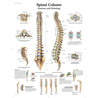 Plakat - Rygraden