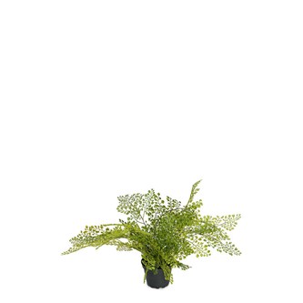 Adiantum kunstig 30 cm
