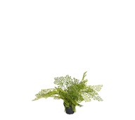Adiantum kunstig 30 cm