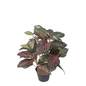 Fittonia kunstig 40 cm