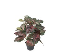 Fittonia kunstig 40 cm
