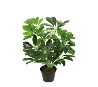 Schefflera compacta kunstig 40 cm