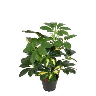 Schefflera kunstig 40 cm