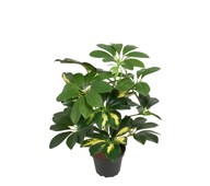Schefflera kunstig 40 cm
