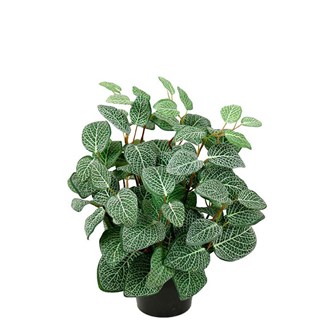 Fittonia kunstig 34 cm